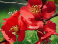 10 Seeds Chaenomeles japonica Flowering Quince Deciduous Shrub Hardy Ornamental