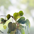 Heart Leaf Philodendron Cuttings - 10X Live Unrooted Plantlets - Philodendron hederaceum - Indoor Houseplant, Trailing Green Foliage