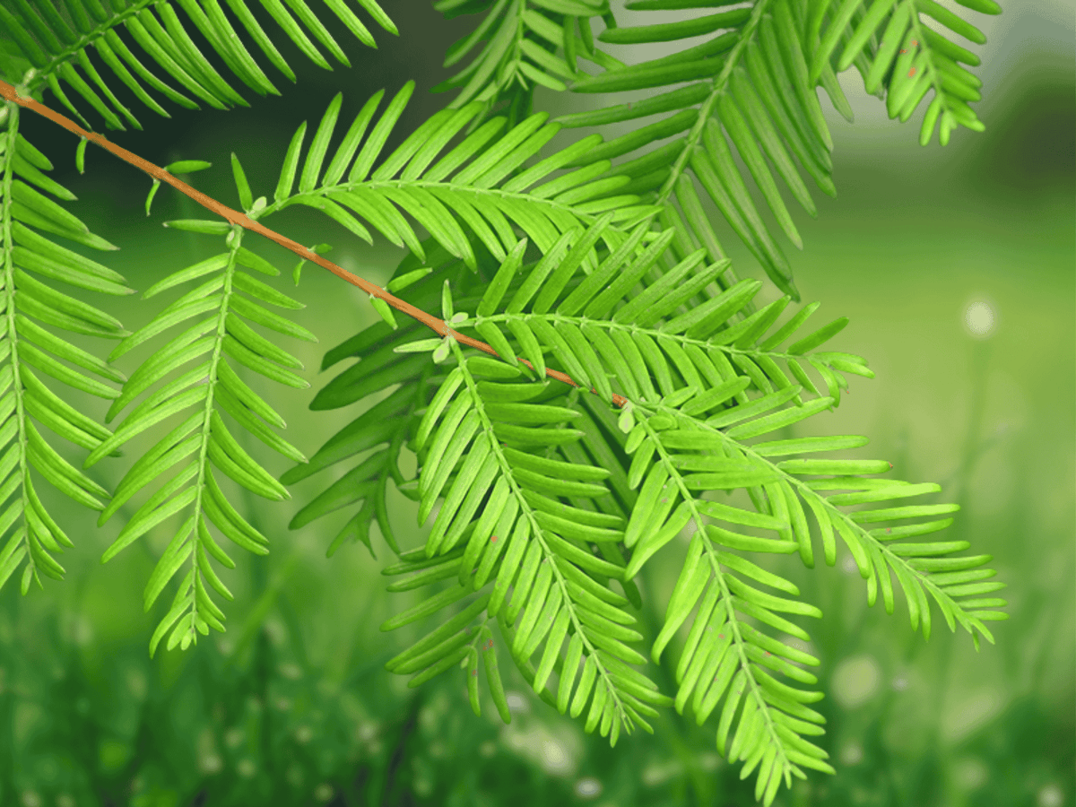 3 Live Plants Dawn Redwood Tree Metasequoia Starter Plants