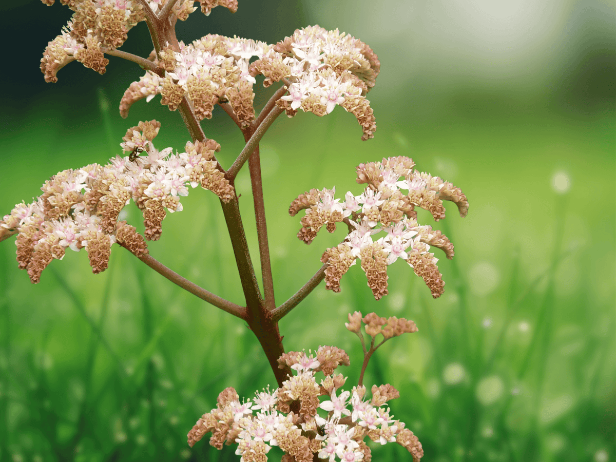 5 Seeds Rodgersia henrici Hybrid Perennial Shade Garden Foliage