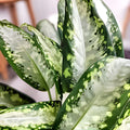 Dieffenbachia Panther Plant 3 Gallon Pot - Tropical Houseplant for Home Decor - Dieffenbachia spp.