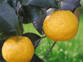 5 Seeds Keraji Mandarin Orange Citrus reticulata Cold Hardy Citrus Tree Sweet Edible Fruit