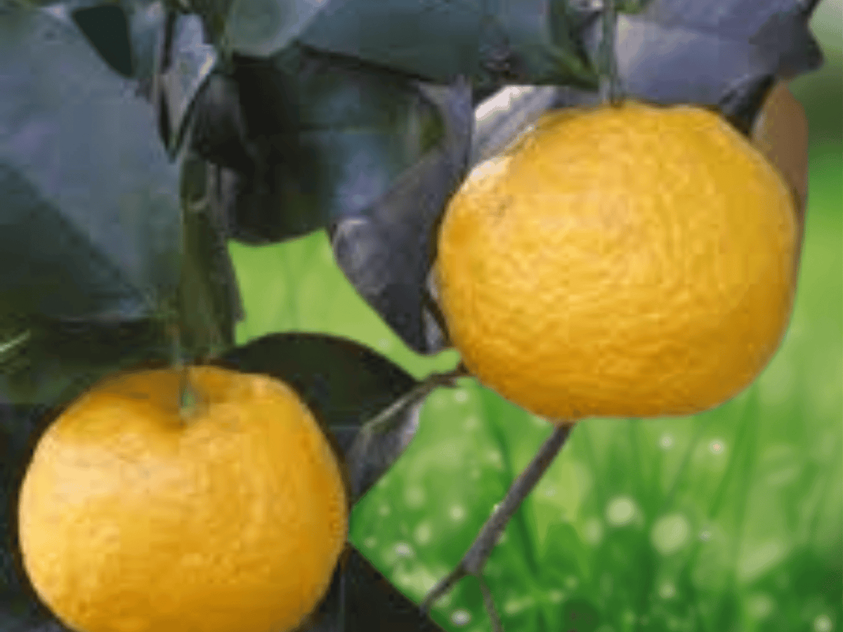 5 Seeds Keraji Mandarin Orange Citrus reticulata Cold Hardy Citrus Tree Sweet Edible Fruit