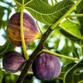 Live Fig Tree Cuttings 5pcs – Healthy Sweet Varieties – Hardy Ficus Carica – Fruitful Edible Plants