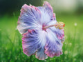 20 Seeds Blue Purple Hibiscus Hardy Tropical Perennial Fragrant Bicolor Blooms Attract Butterflies Easy Grow Patio