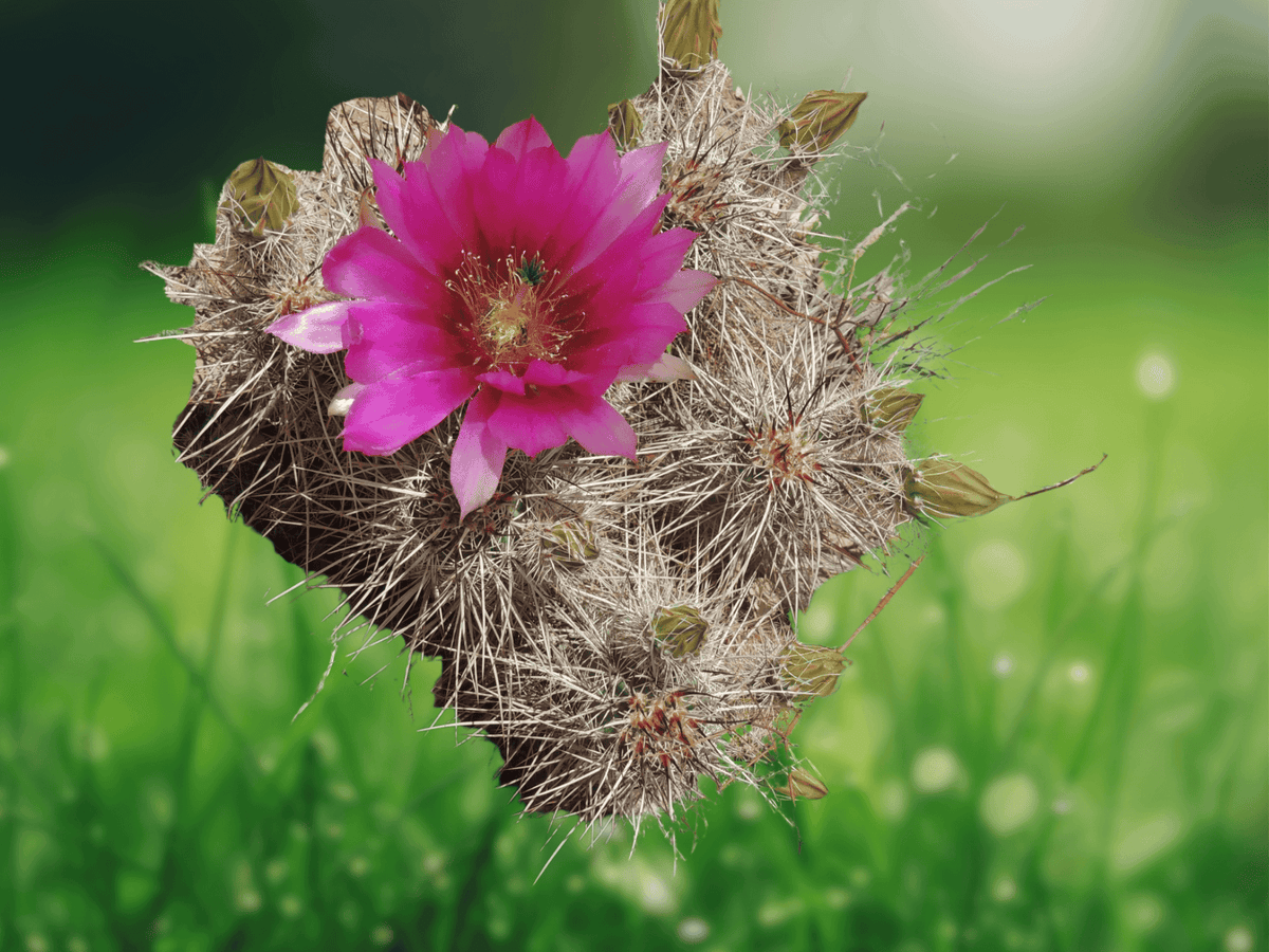 10 Seeds Echinocereus engelmannii var. chrysocentrus Hardy Hedgehog Cactus