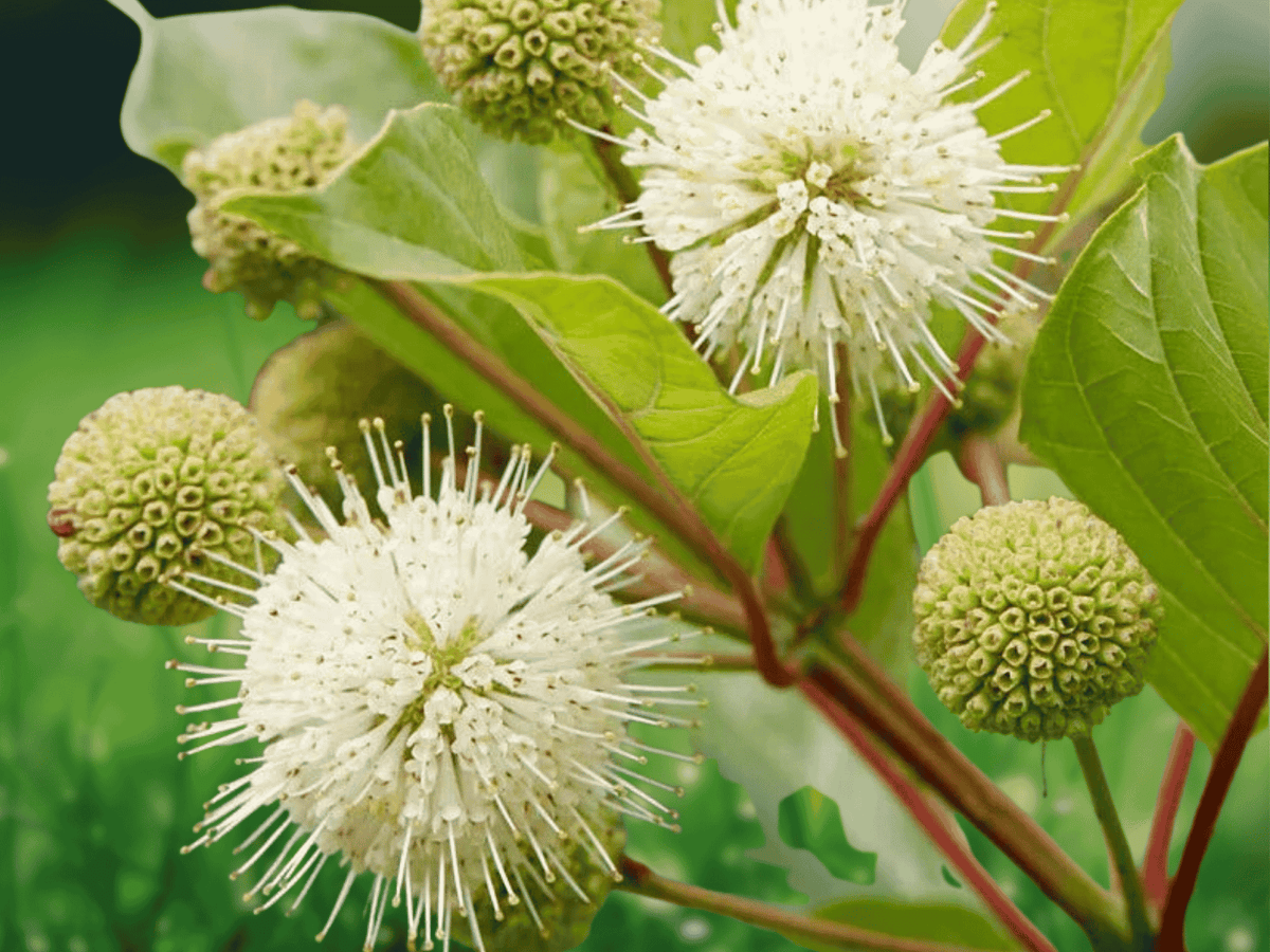 5 Bare Root Plants Buttonbush Cephalanthus occidentalis 12 Inch Tall Native Shrub