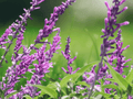 10 Seeds Mexican Bush Sage Salvia leucantha Flowering Perennial