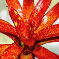 Neoregelia Tango Mango Plant in 6" Pot | Tropical Bromeliad | Neoregelia spp. | Perfect for Home Decor and Gardening