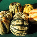 Sweet Dumpling Squash Seeds - 10 Organic Seeds, Cucurbita pepo, USA Grown, Non-GMO, Heirloom, Gourmet Vegetable Seeds