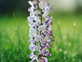 5 Seeds Wisteria Floribunda Kimono Fragrant Bi-Color Climbing Vine Hardy Perennial Ornamental Garden Plant