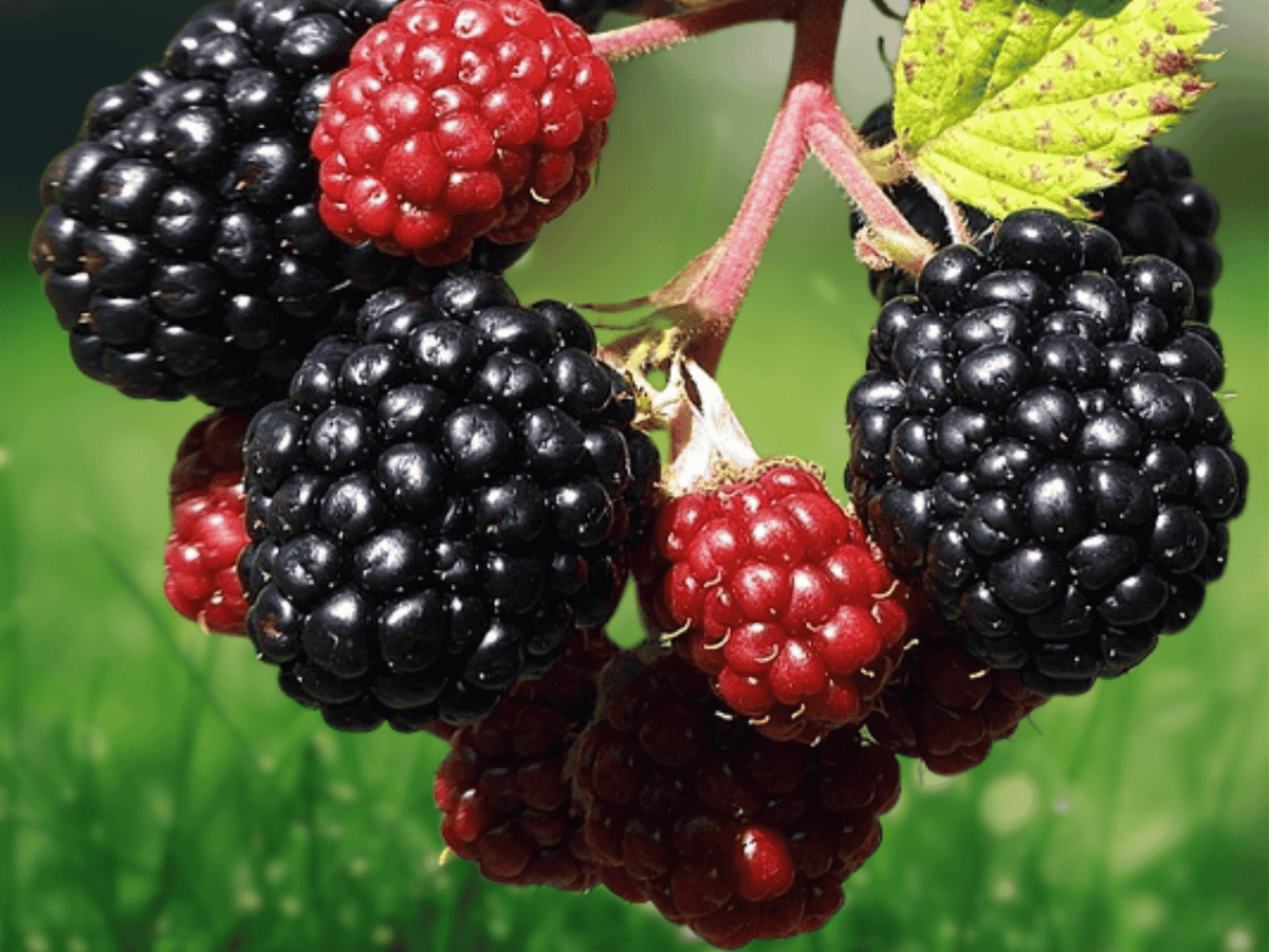 1 Live Plant Arapaho Thornless Blackberry Rubus fruticosus Starter Plug