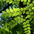 Kentucky Coffee Tree Live Plant Set of 2, Drought Resistant Ornamental Tree, Gymnocladus dioicus, 8-16 Inches