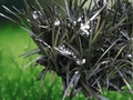 5 Seeds Ophiopogon planiscapus 'Nigrescens' Black Mondo Grass Ornamental Perennial Ground Cover