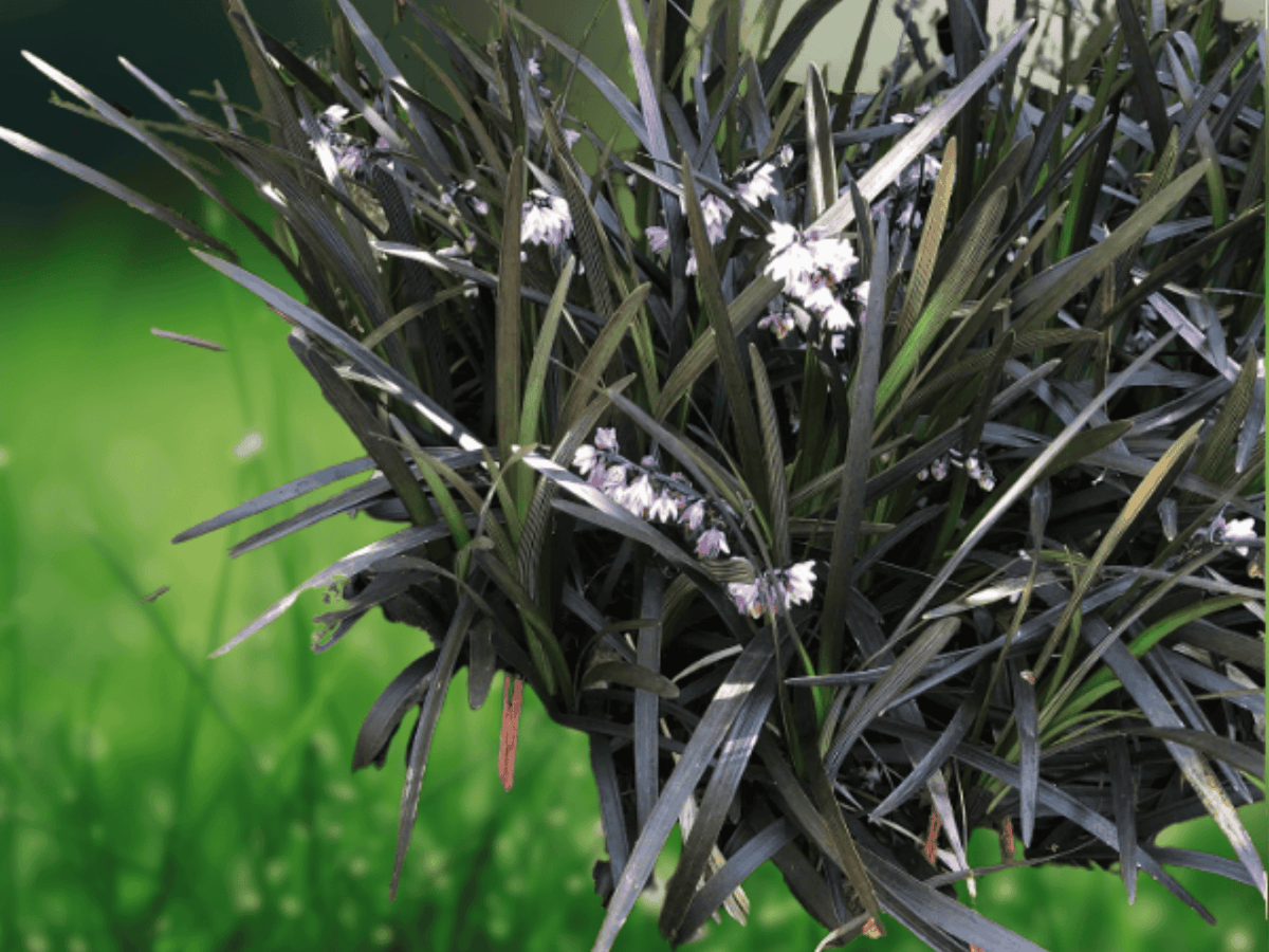5 Seeds Ophiopogon planiscapus 'Nigrescens' Black Mondo Grass Ornamental Perennial Ground Cover