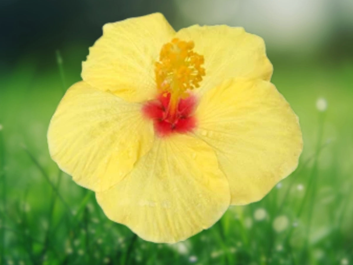 20 Seeds Light Yellow Hibiscus Hardy Tropical Perennial Flower Large Fragrant Blooms Attract Butterflies Easy Grow Exotic Garden Patio Plant