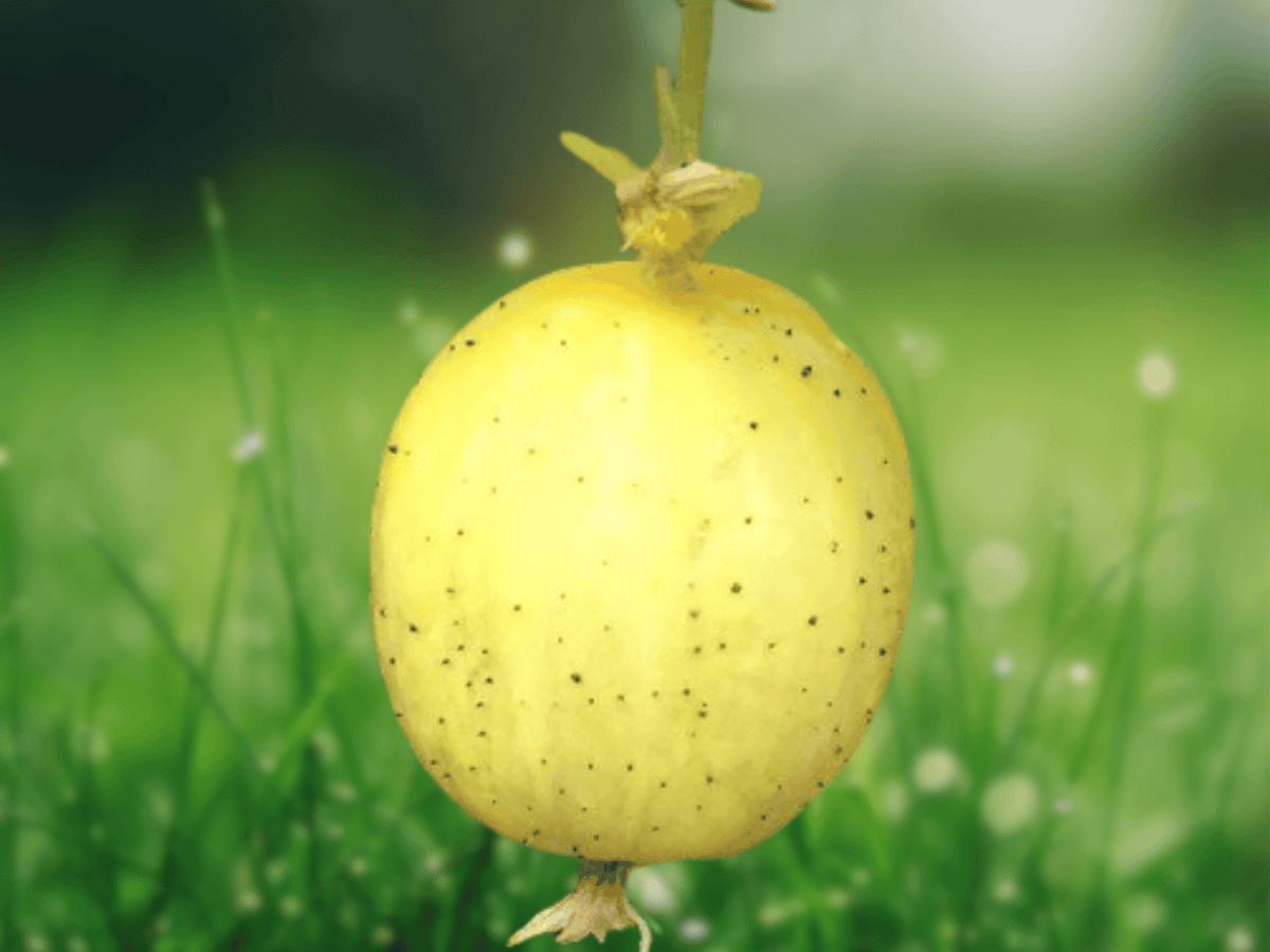 10 Seeds Lemon Cucumber Round Cucumber Vine