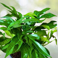 Pothos Baltic Blue Plug - Live Well-Rooted Rare Aroid Starter Plant - Epipremnum aureum