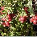 American Cranberry Bush Seeds 100 Pack Vaccinium macrocarpon for Planting, Home Gardens, Landscaping