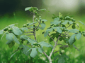 5 Fignomenal Dwarf Fig Tree Live Plant Starter Plug