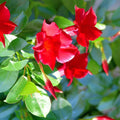 Red Mandevilla Vine Cuttings - 2 Pieces with Root Sprouts - Mandevilla sanderi - Tropical Climbing Plant for Garden and Patio