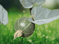 5 Seeds Buffalo Gourd Cucurbita foetidissima Perennial Desert Vine Drought Tolerant Ornamental
