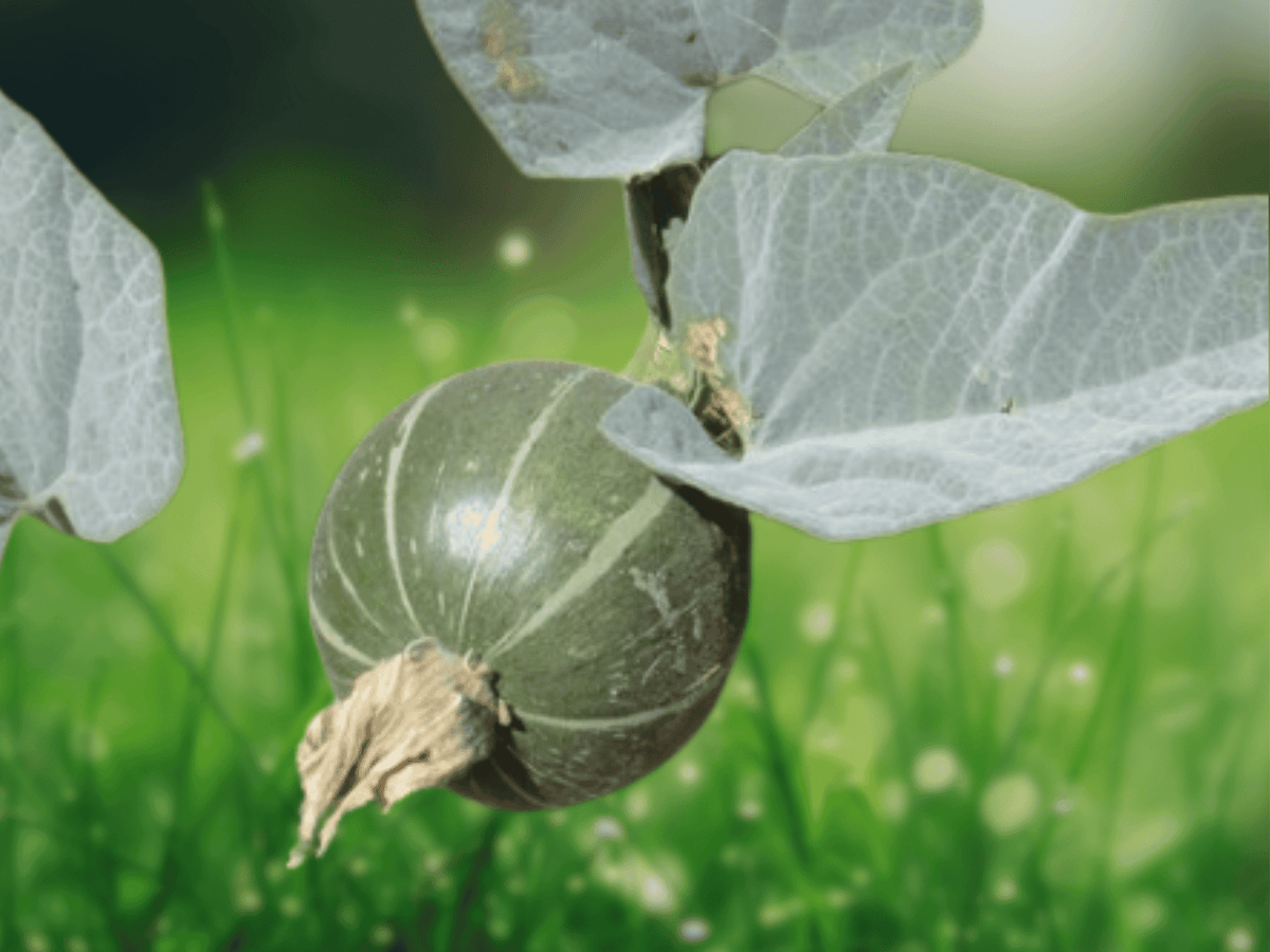 5 Seeds Buffalo Gourd Cucurbita foetidissima Perennial Desert Vine Drought Tolerant Ornamental