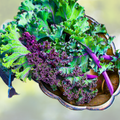 Kale Microgreens Seeds - Heirloom Garden Blend, Non-GMO, 200 Seeds - Nutrient-Dense Varieties for Healthy Eating