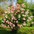 Hydrangea Cuttings - 5 Live Rooted Plants - Vanilla Strawberry Variety - Hydrangea paniculata - Easy Care with Gradient Blooms