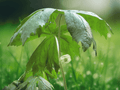 5 Seeds Peltiphyllum peltatum Umbrella Plant Moisture Loving Perennial