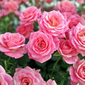Pink Queen Elizabeth Rose Bush Live Plant – Rosa 'Queen Elizabeth' Grandiflora, Garden Flower, Pink Bloom, AARS Winner