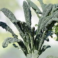 Black Magic Kale Seeds 200 Pack - Dark Green Heirloom Brassica oleracea var. sabellica for Gardening and Cooking