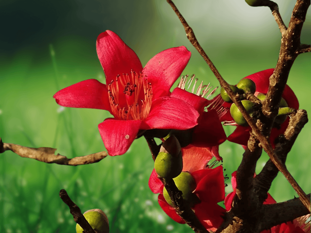 5 Seeds Silk Cotton Tree Ceiba pentandra Tropical Deciduous Tree