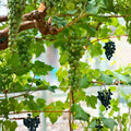 Grape Vine Seeds 10 Pack Red Sweet Fruit Vitis vinifera Ready to Germinate 2024