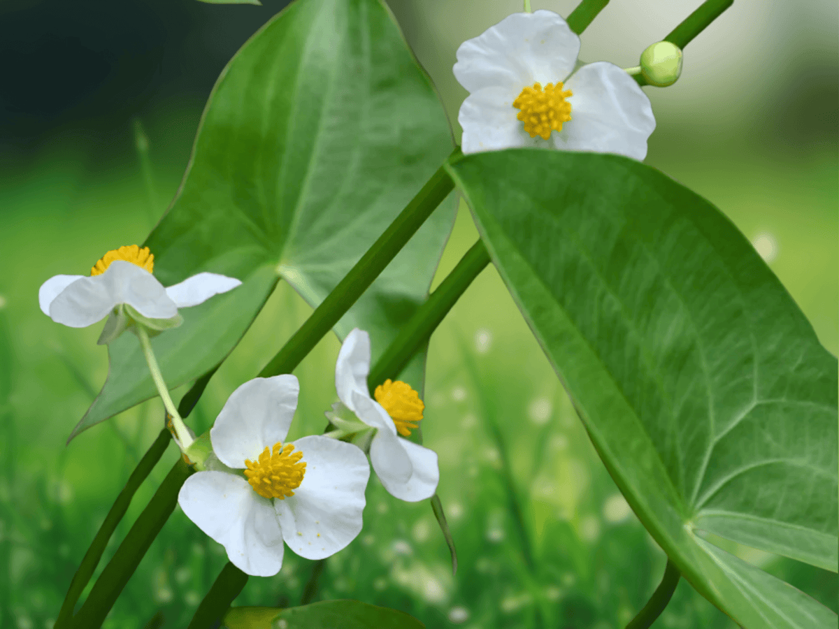 10 Seeds Sagittaria latifolia Common Arrowhead Aquatic Pond Plant