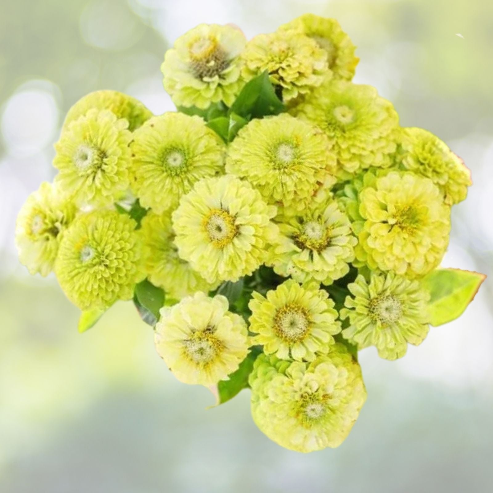 Zinnia Seeds for Planting - Green Envy - 100 Seeds - Zinnia elegans