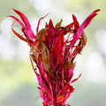 Telanthera Plant 5" Pot Roseafolia Alternanthera reineckii - Easy Live Aquatic Plant for Freshwater Aquariums