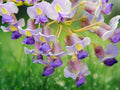 5 Seeds Purple Chinese Wisteria Sinensis Fragrant Hardy Climbing Vine Cascading Blooms Perennial