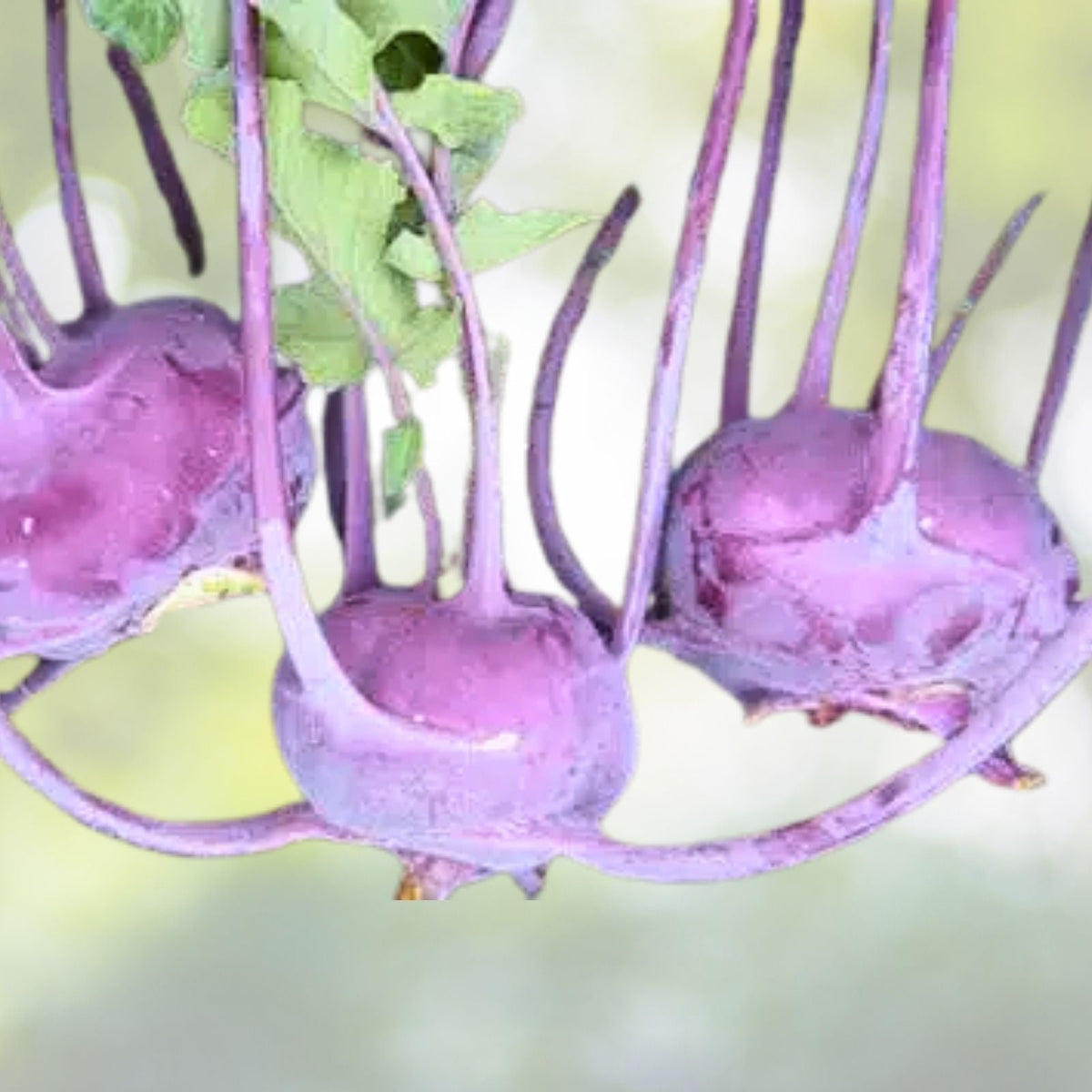 Purple Vienna Kohlrabi Seeds | NON-GMO Heirloom | Organic Vegetable Seeds for Home Gardening | Brassica oleracea var. gongylodes