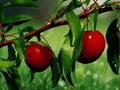 3 Live Plants Chickasaw Plum Tree 12 Inch Tall Prunus angustifolia Bare Root