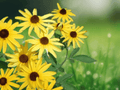 10 Seeds Sweet Black Eyed Susan Rudbeckia subtomentosa Hardy Perennial Flower