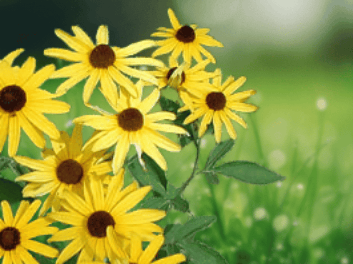 10 Seeds Sweet Black Eyed Susan Rudbeckia subtomentosa Hardy Perennial Flower