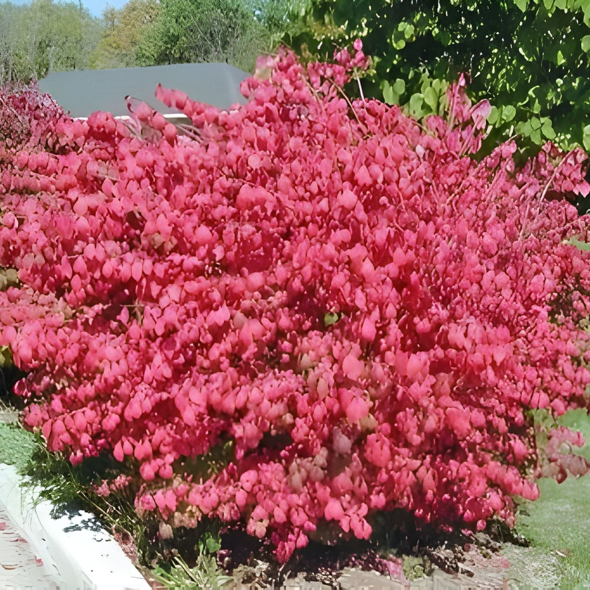 Burning Bush Cuttings Set of 12 Unrooted 6-8 Inches Euonymus alatus Ornamental Shrubs
