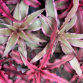 Cryptanthus Plant 4" Pot Wild Cherry Tropical Houseplant Cryptanthus 'Wild Cherry' - Unique Indoor Decor