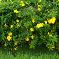 Allamanda Plant - 1 Gal Golden Trumpet Blooms - Allamanda cathartica - Tropical Outdoor Shrub for Gardens and Containers