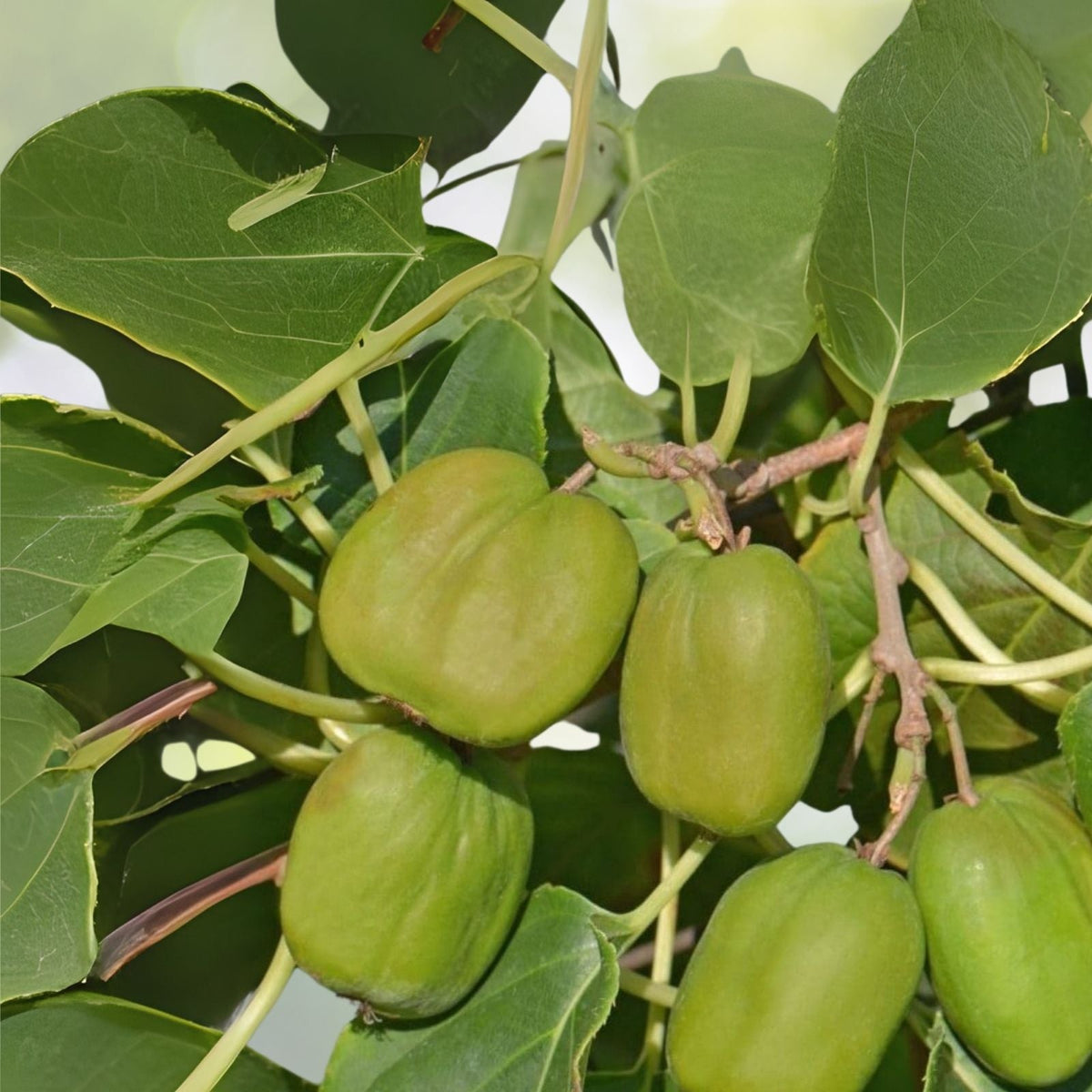 Kiwi Plant Starter - Live Rooted Male Pollinator Opitz - Actinidia deliciosa - Zones 4-8