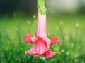 10 Seeds Brugmansia Angel Trumpet Double Pink Hybrid Fragrant Tropical Tree Patio Garden Plant