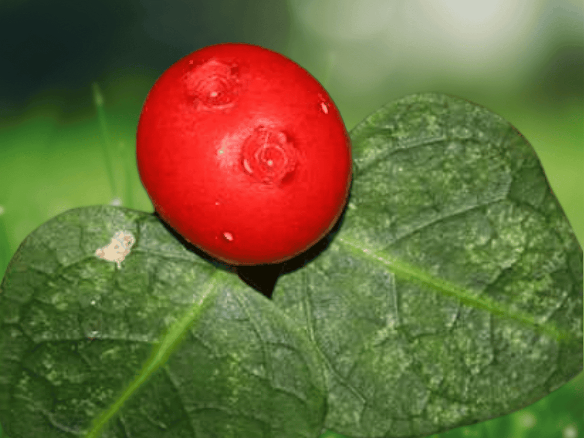 5 Bare Root Partridge Berry Mitchella repens Ground Cover