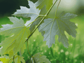 3 Live Bare Root Silver Maple Trees Acer saccharinum 12 Inch