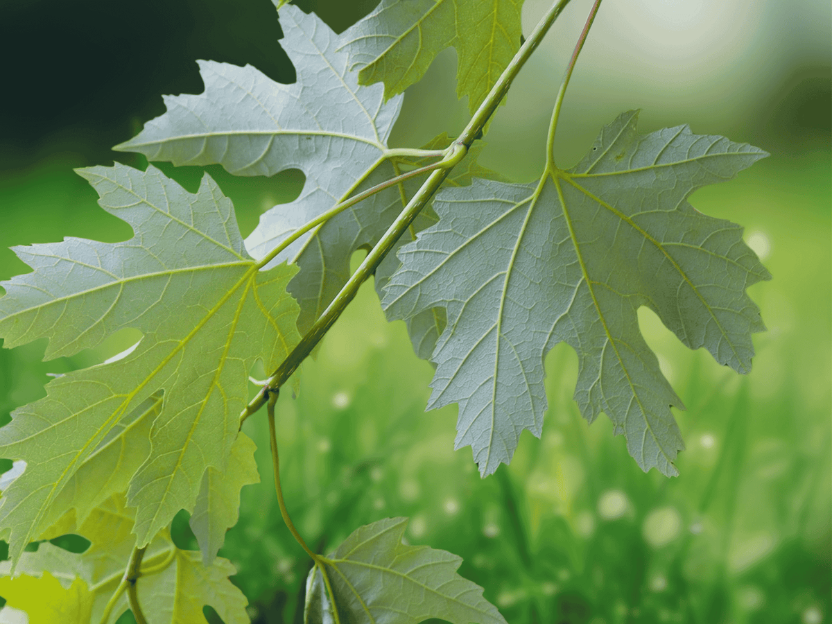 3 Live Bare Root Silver Maple Trees Acer saccharinum 12 Inch